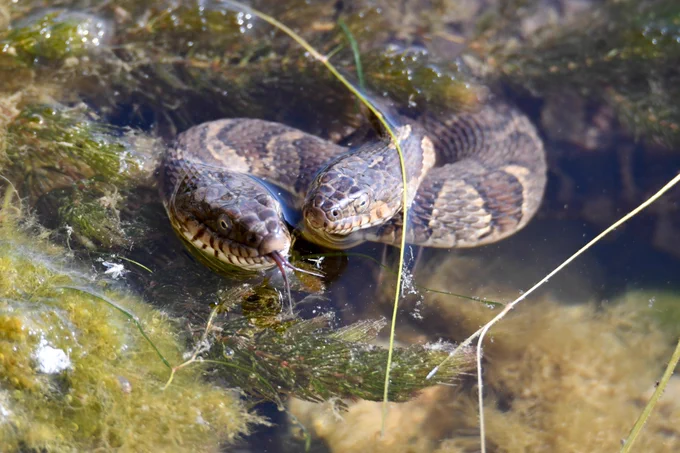 Two northern water snakes intertwined in the water.