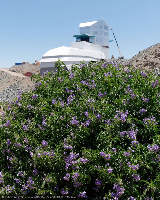Purple wildflowers on a green bush in the foreground. In the background is a white observatory with a tower and a crane under a clear blue sky. 