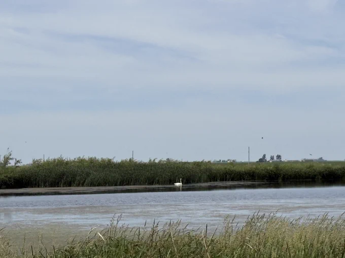 Wetland