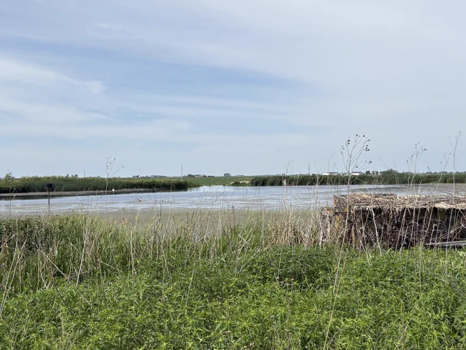 Wetland
