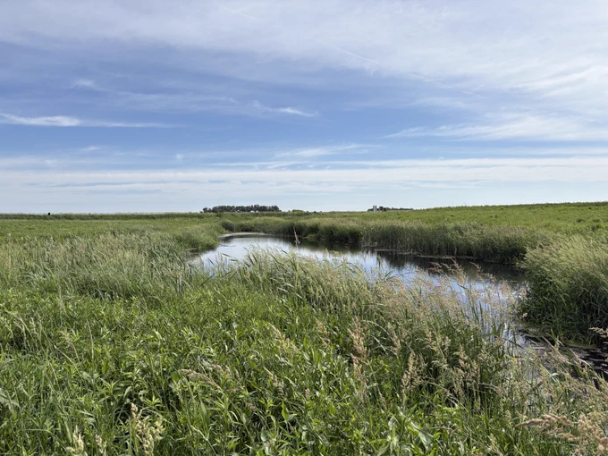 Wetland