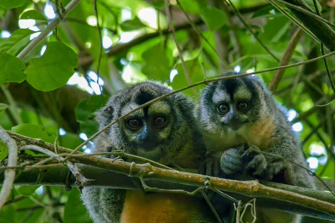 Two owl monkeys perched on a tree branch surrounded by lush green leaves, gazing directly at the camera. Their gray fur and large eyes are prominent features.