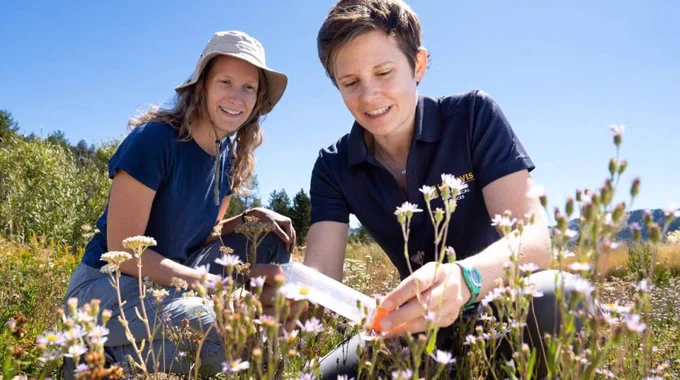 Felicity Muth (right), assistant professor of neurobiology, physiology and behavior and postdoctoral researcher Melanie Kimball collecting wild bumblebees in the Sierra Nevada. 