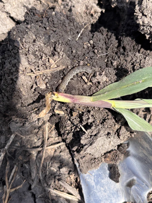 Black cutworm next to a corn seedling 