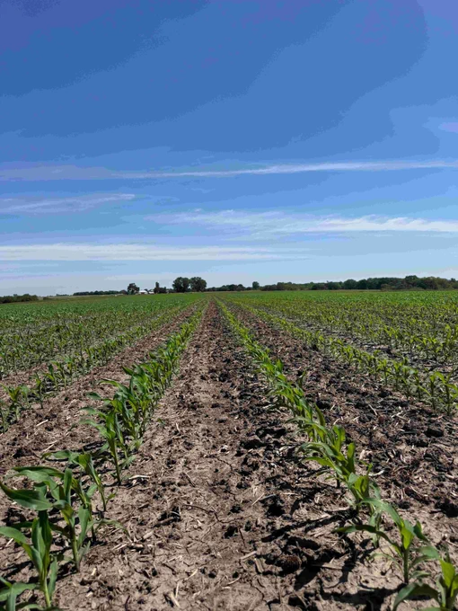 Corn field near Monroe County 