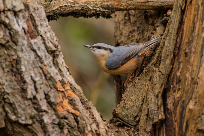 Eurasian Nuthatch