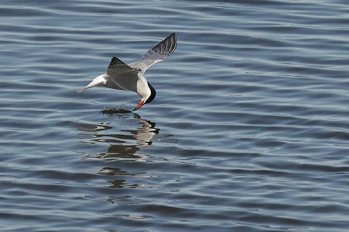 Common Tern