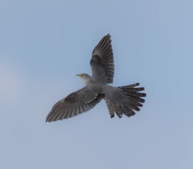 Common Cuckoo