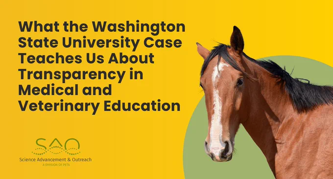 Graphic with a yellow background featuring a brown horse on the right, facing forward. Large bold text on the left reads: “What the Washington State University Case Teaches Us About Transparency in Medical and Veterinary Education.” In the lower left corner is the SAO logo.