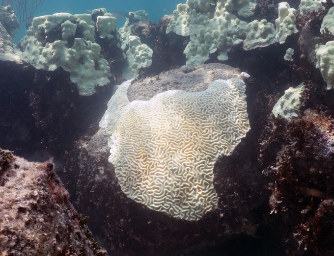 Coral bleaching at Cheeca Rocks in the Florida Keys in 2023. Stark white coral is shown amid dead coral outcroppings. [Credit: NOAA]