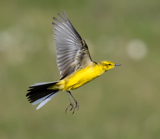 Western Yellow Wagtail