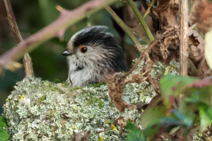 Long-tailed Tit