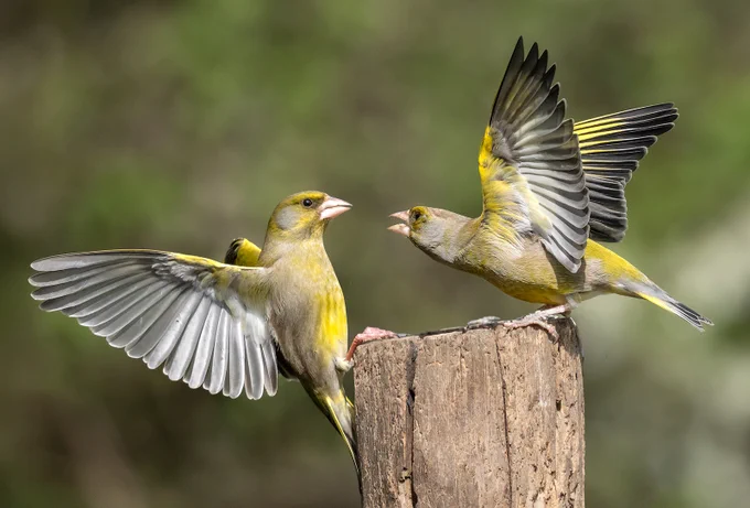 European Greenfinch