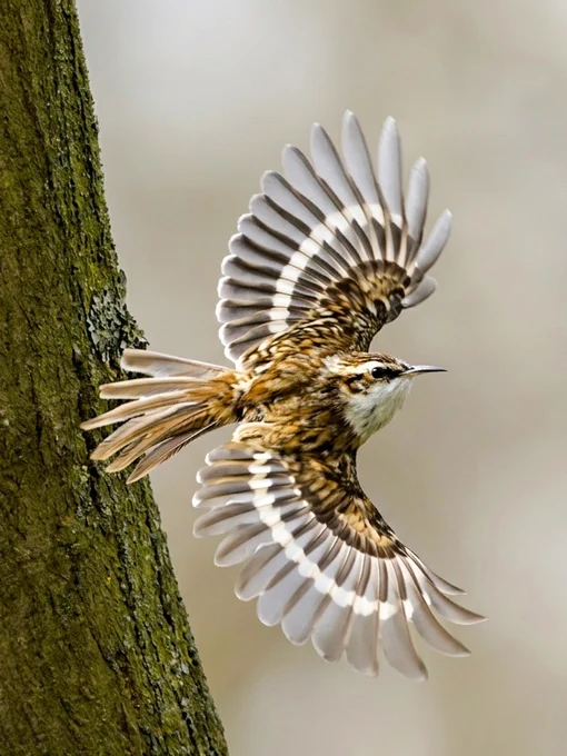 Eurasian Treecreeper