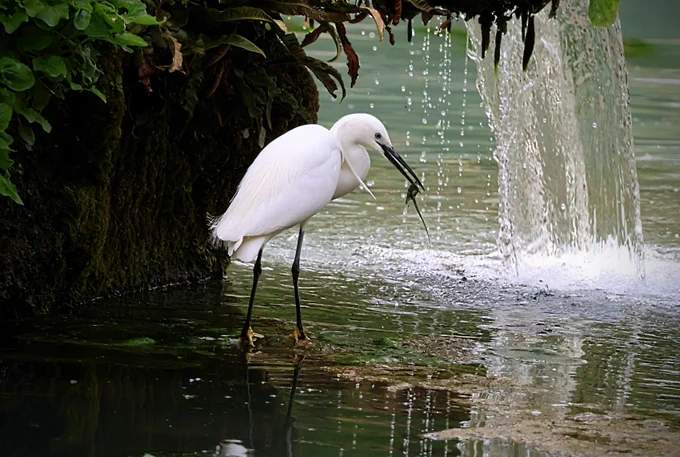 Little Egret