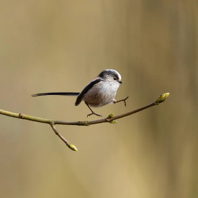 Long-tailed Tit