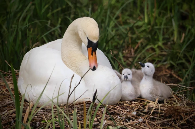 Mute Swan