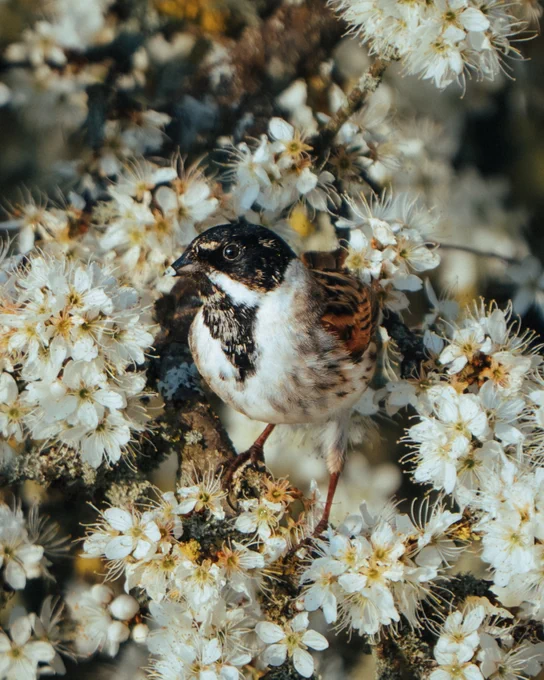 Common Reed Bunting