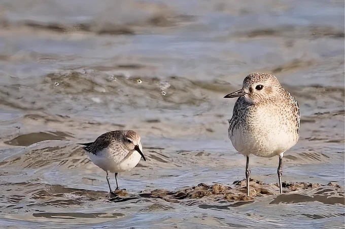 Dunlin and Grey Plover
