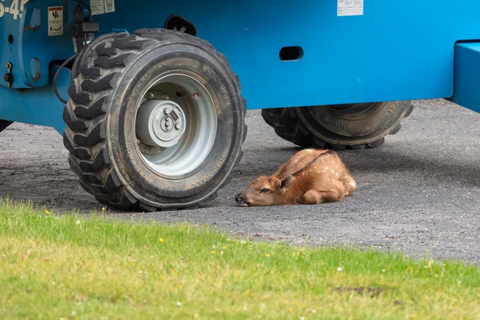 A small elk calf laying down near a construction vehicle in a parking lot