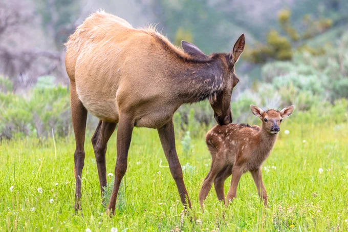 A female elk grooming its elk calf in a grassy field