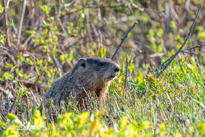 A groundhog is partially visible among green and yellow foliage in a natural setting. The background is blurred, emphasizing the animal in the foreground.