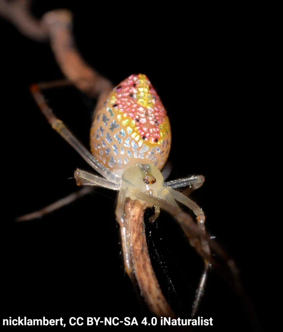 A photo of a black-spotted Thwaitesia. The spider has a nearly translucent body with dazzling rainbow spots on its abdomen. It is framed by a black background.