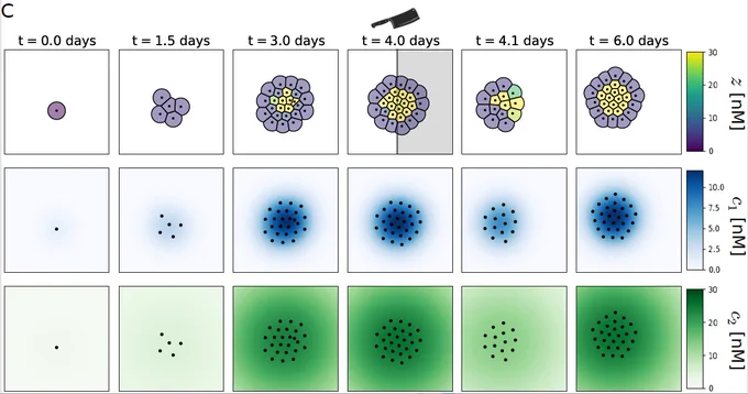The figure displays three rows and six columns of images visualizing the growth dynamics of a single cell from day 0 to day 4 into a stable developed organism. The organism is bisected at day 4 and regrows until day 6. The top row displays the position of cells (black dots), cell boundaries in Voronoi constructions, and the state level of each cell denoted with color shading increasing from dark blue to yellow. The middle and bottom rows depict the corresponding nanomolar (nM) concentrations of c1 and c2, respectively. c1 is measured with color shading increasing from white to dark blue, and c2 is measured with color shading increasing from white to dark green.