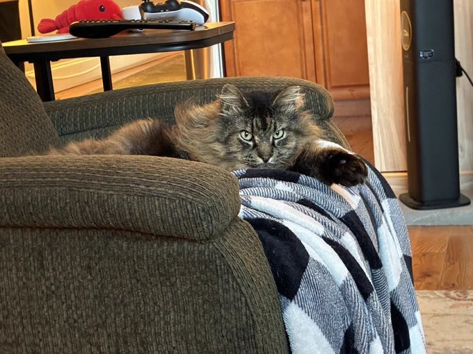 meeko the fluffy tabby lounges on a green armchair, laying on his favorite black and white blanket. one arm is outstretched, and he looks somber. he says, “thinking about using a one wish willow to ask for treats for all my gay besties.” his parents just watched the movie, “obsession.”