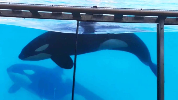 Wikie and Keijo at Marineland 2024 (c) Leo’s Animal Planet