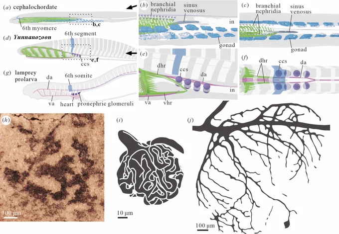 Qingyi Tian et al., CC BY 4.0, https://doi.org/10.1098/rsos.260043