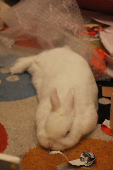 White Netherland Dwarf rabbit, laid on a white rug with coloured buttons on it. He has his head to the floor and his back legs out to the side. There is wrapping paper around him.