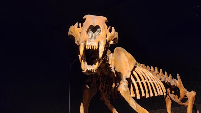 Skeleton of the American Lion