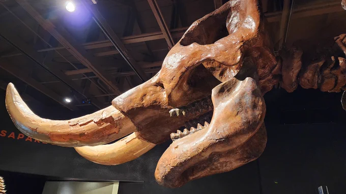 Skeleton of a mastodon. 