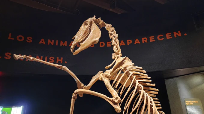 Skeleton of the Western Horse