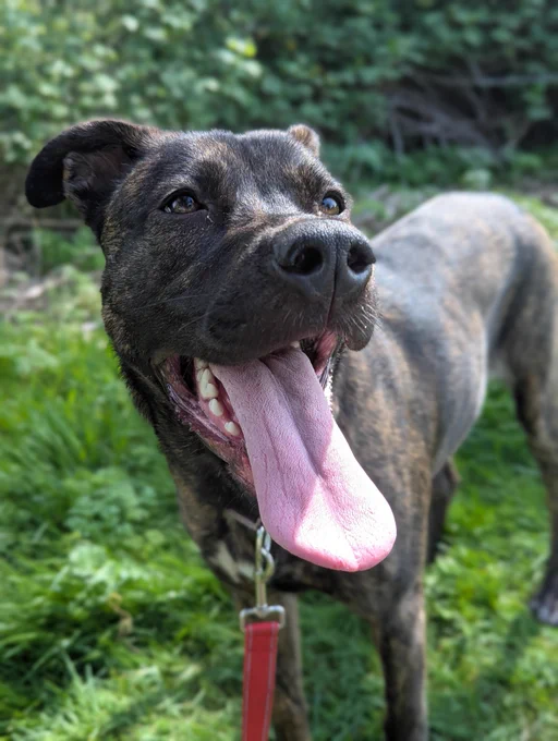 Violet the dog