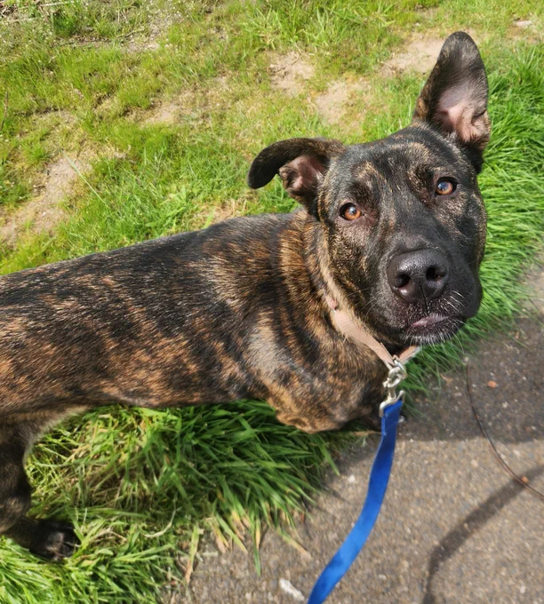 Violet the dog