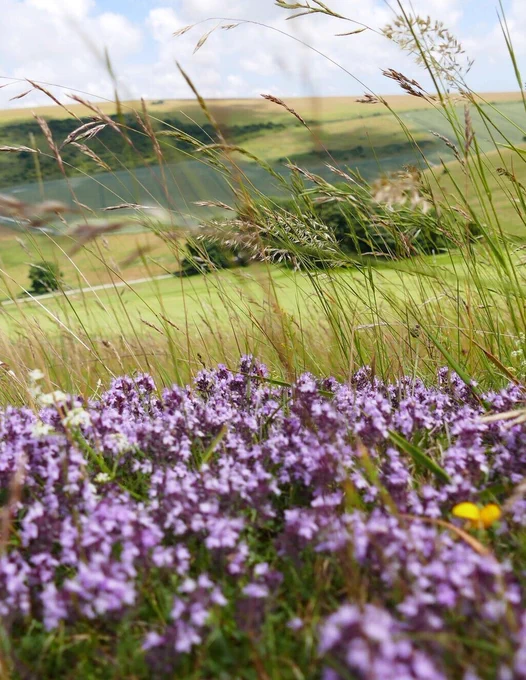 Vibrant Wild Thyme on path from Woodingdean to Balsam with green hills in the background.