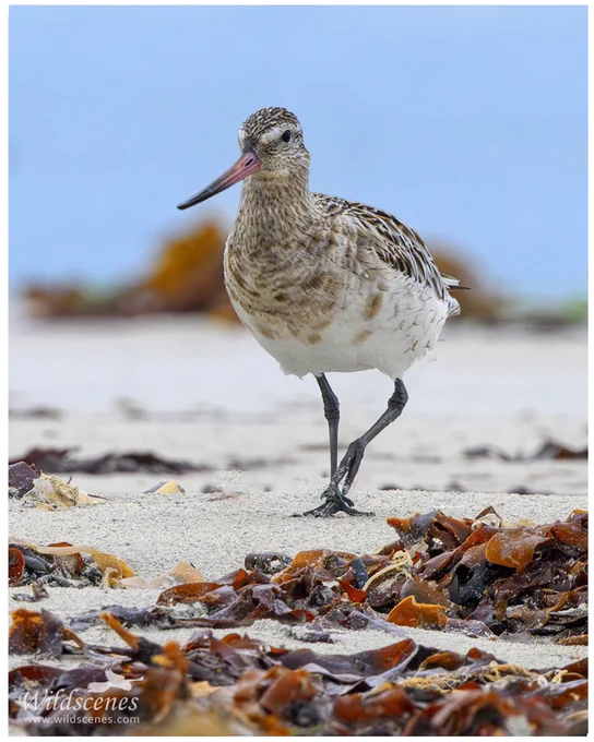 Bar-tailed godwit on the beach