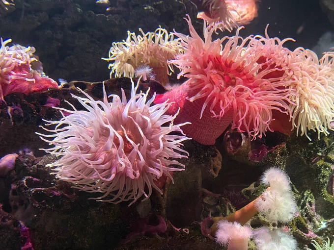 Sea anemones at the aquarium in Boston.