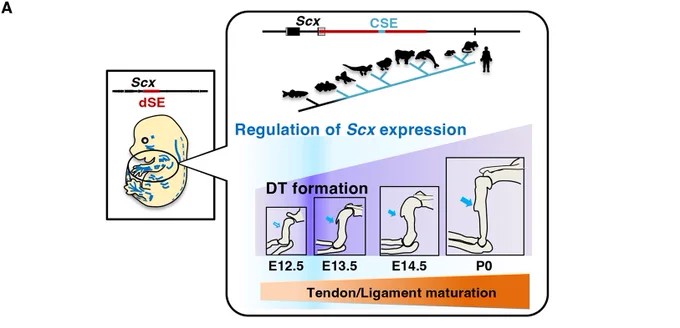 Schematic panels illustrating temporal regulation by the Scx enhancer and the pectoral fin-to-forelimb transition. (A) Temporal specificity of the CSE within the dSE in DT formation and tendon maturation. The left panel illustrates X-gal  domains of dSE Tg embryos at E14.5. In the genome maps, the dSE is indicated in red in both panels, whereas the CSE is shown in blue only in the right panel. A series of vertebrate species is illustrated along an ascending line from zebrafish to human. A light blue segment from coelacanth through tetrapods to humans denotes the presence of the CSE. The segment corresponding to zebrafish, which lack the CSE, is shown in black. Below, schematic illustrations depict upper limb development at E12.5, E13.5, E14.5 and P0, with peak CSE activity indicated by the darkest shade within the light-blue shading. The DT primordium first appears at ∼E13.5 and develops as the limb grows. A narrow developmental window from E12.5 to E13.5 for DT formation regulated by 