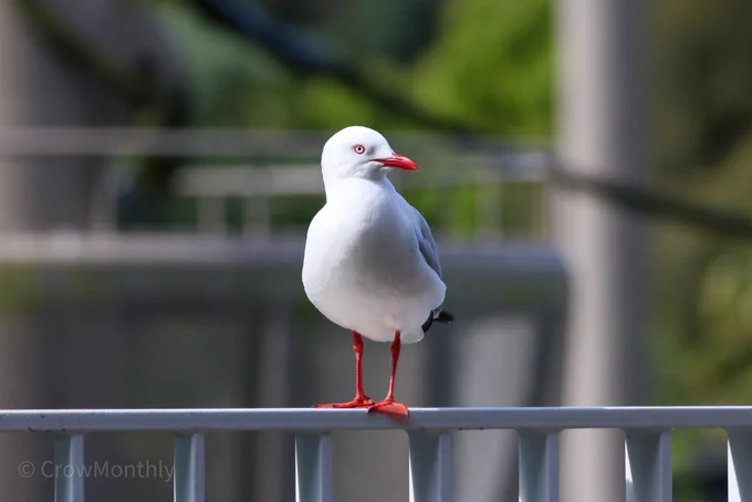 Photo of a lovely Red-billed gull@ who is standing on a metal fence.