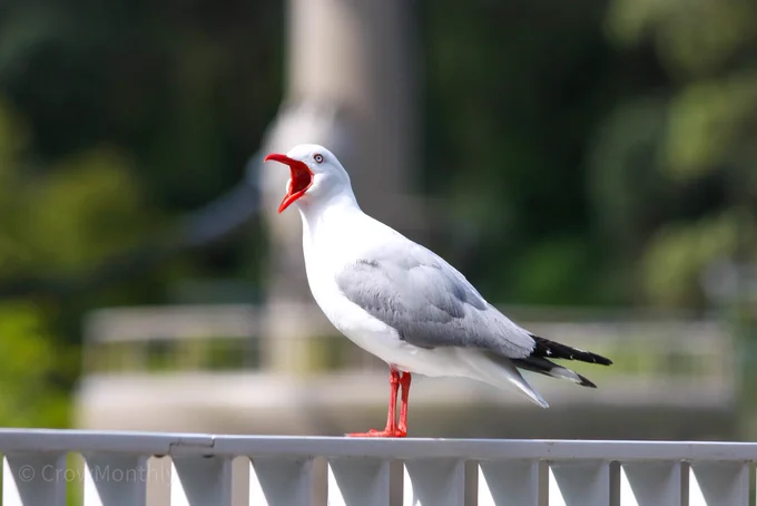 Red-billed Gull now has their beak wide open.