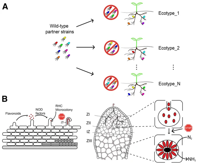 Fig. 1.
Concept of partner selection in symbiosis.