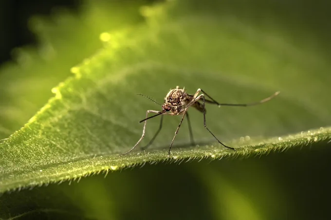 Close-up of a mosquito resting on the edge of a green leaf with detailed focus on its body and legs.