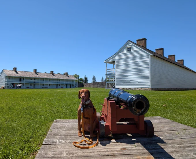 Vizsla dog Yonder seated next to a small cannon in the open area inside a walled stone fortress.