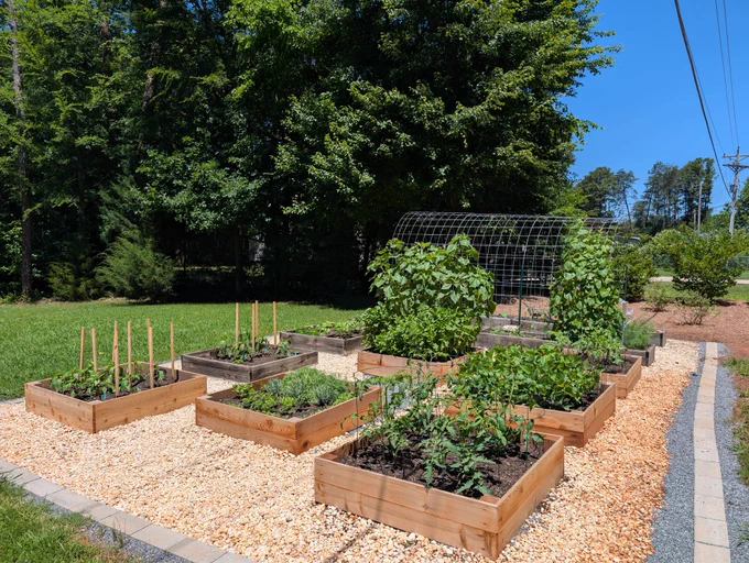 A home garden with raw wood boxes and various vegetables and flowers. Backdropped by trees and a clear blue sky