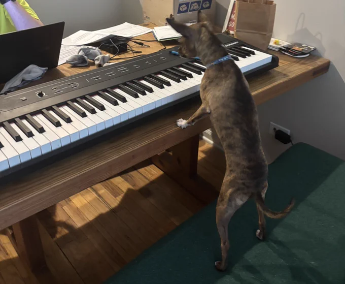 my small dog Raisin on her hind legs with her front paws on a table. she’s staring at an electric keyboard on the table