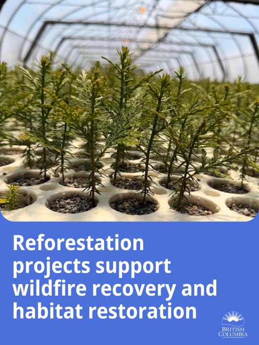 Reforestation projects support wildfire recovery and habitat restoration