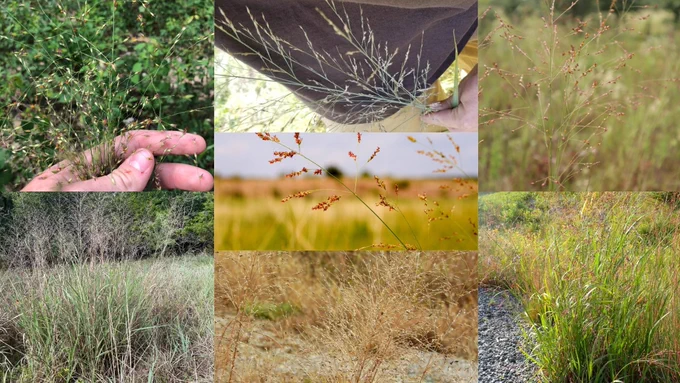 A collage of seven photo of flowering switchgrass.